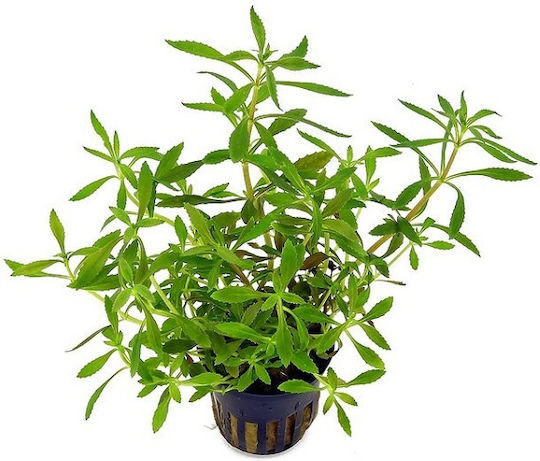 Tropica Lebende Aquariumspflanze Limnophila