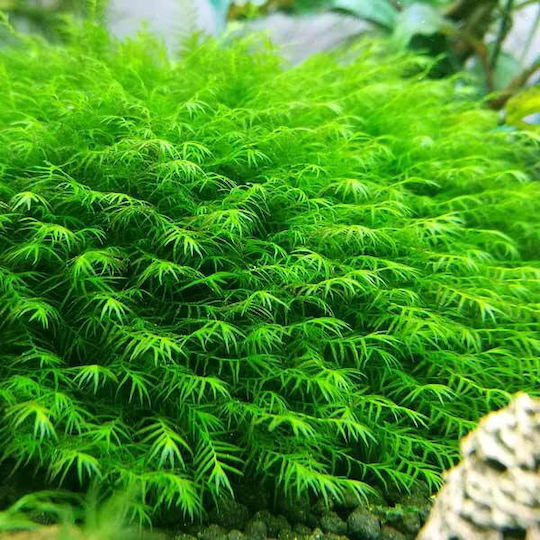 Tropica Lebende Aquariumspflanze