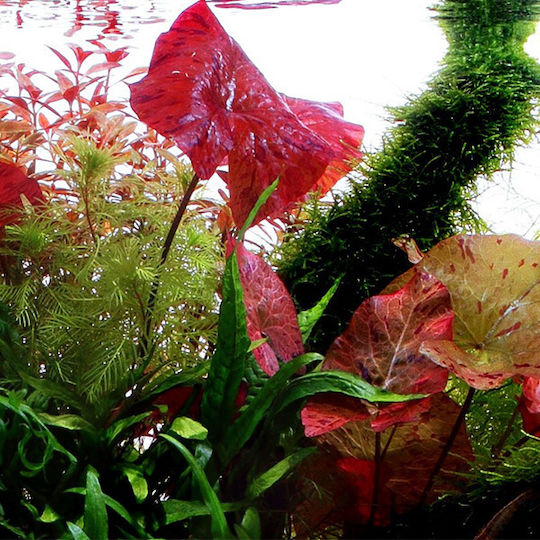 Tropica Nymphaea Lotus Live Aquarium Plant
