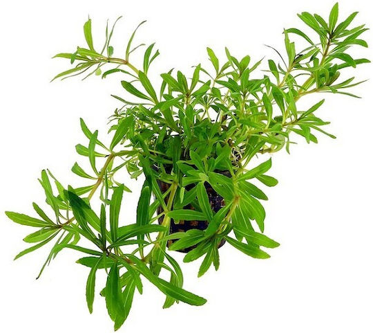 Stoffels Pogostemon Live Aquarium Plant