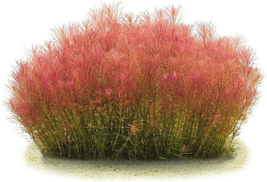 Stoffels Ζωντανό Φυτό Ενυδρείου Rotala