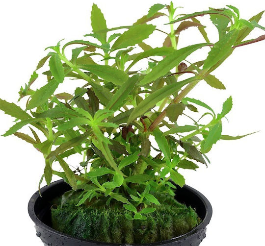 Tropica Lebende Aquariumspflanze Limnophila