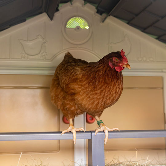 Copele Geflügelstall Kunststoff L1.59 x B1.28 x H1.26m.