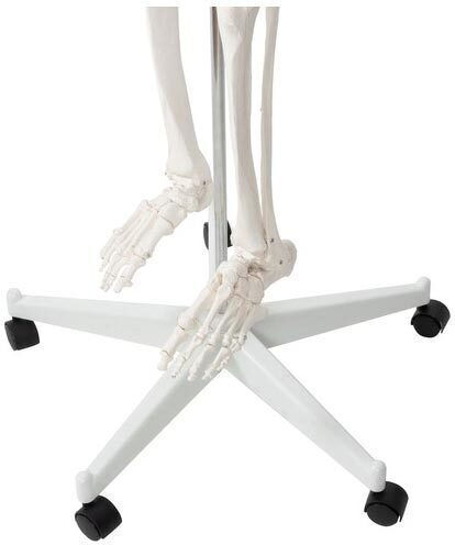 Human Skeleton Anatomy Medical Training Manikin Support Base 165x33cm