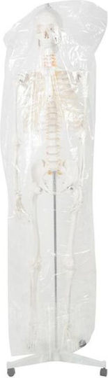 Human Skeleton Anatomy Medical Training Manikin Support Base 165x33cm