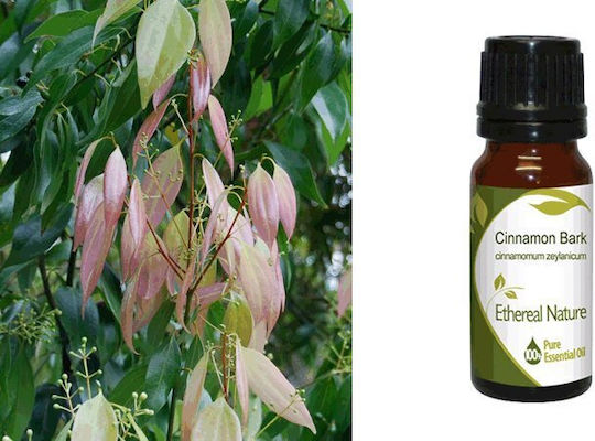 Nature & Body Cinnamon Bark Essential Oil Cinnamon 10ml