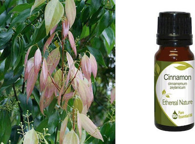 Nature & Body Essential Oil Cinnamon 10ml