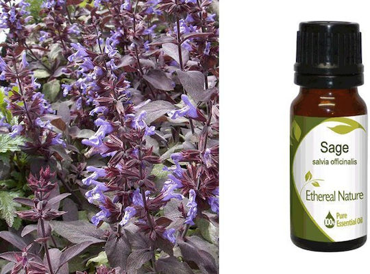 Nature & Body Essential Oil Sage 10ml