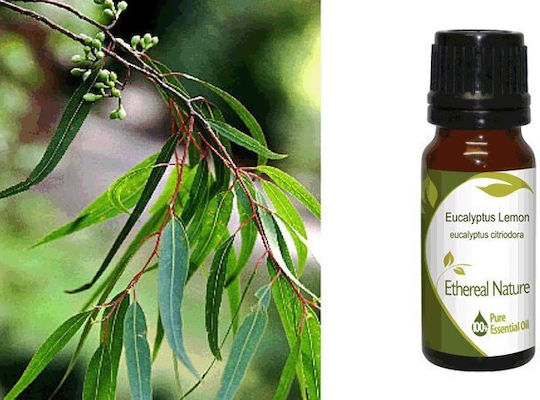 Nature & Body Eucalyptus Lemon Essential Oil Eucalyptus 10ml