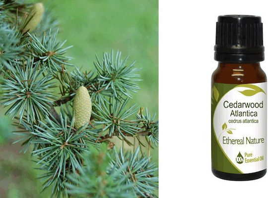 Nature & Body Κέδρος Άτλαντα Cedarwood Atlantica Αιθέριο Έλαιο Κέδρος 10ml