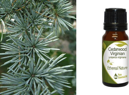 Nature & Body Κέδρος Κόκκινος Cedarwood Virginia Αιθέριο Έλαιο Κέδρος 10ml