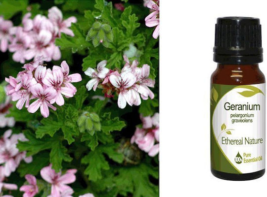 Nature & Body Essential Oil Geranium 10ml