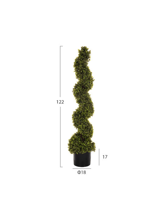 Buxus in Topfpflanze HomeMarkt