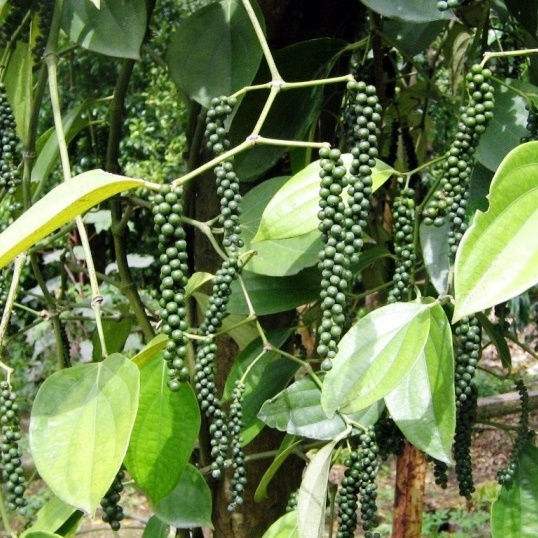 Vietnam Whole Black Pepper 100 Gr