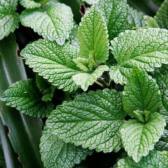 Mint Leaves Crushed Egypt 50 Gr