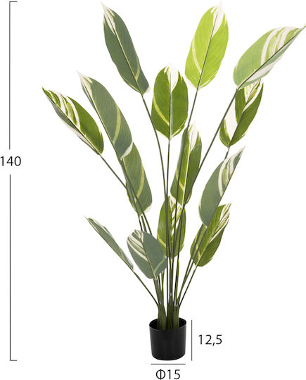 Calathea Potted Plant HomeMarkt Calathea Potted Plant HomeMarkt