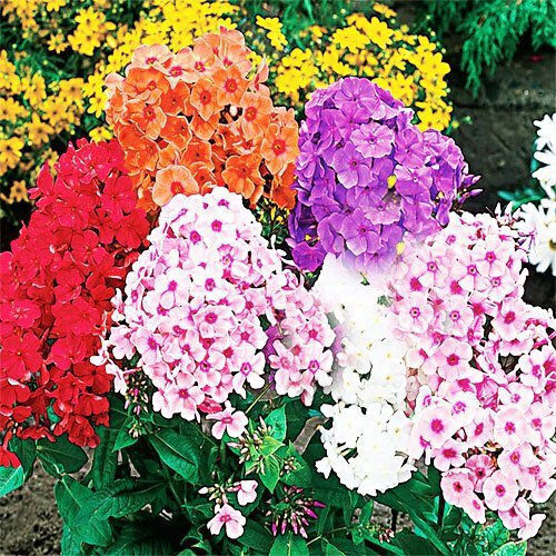 Gemma Samen Phlox 0.5gr
