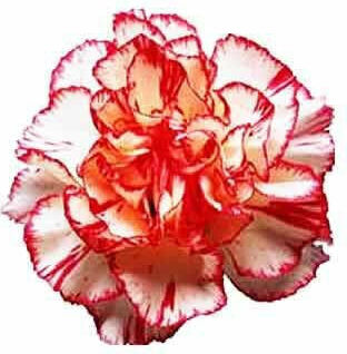 Gemma Σπόροι Γαρύφαλλο Carnation Πολύχρωμο 0.4gr