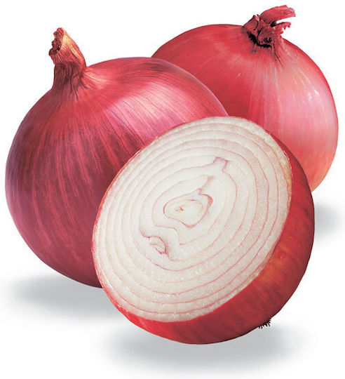 Gemma Samen Zwiebel Allium Cepa Rot 1gr