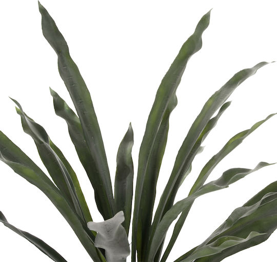 Φτέρη σε Γλαστράκι 14.5cm HomeMarkt