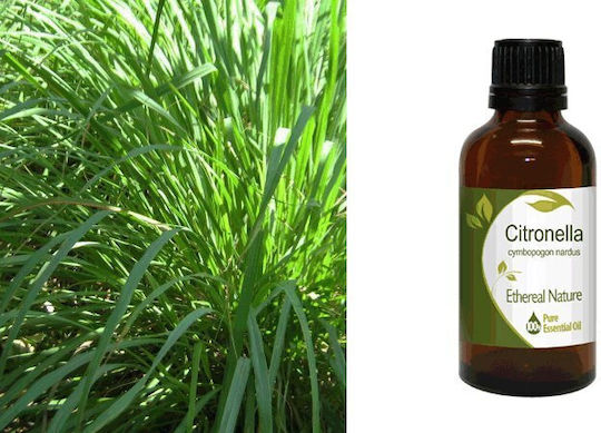 Nature & Body Ätherisches Öl Zitronengras 50ml