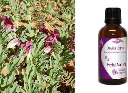 Nature & Body Βάμμα Devil's Claw 50ml Αρπαγόφυτο
