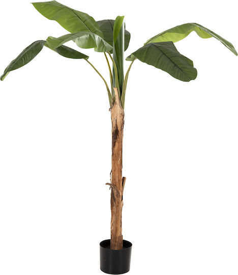 Μπανανιά σε Γλαστράκι 17cm HomeMarkt