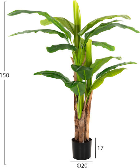 Musa Potted Plant HomeMarkt Musa Potted Plant HomeMarkt