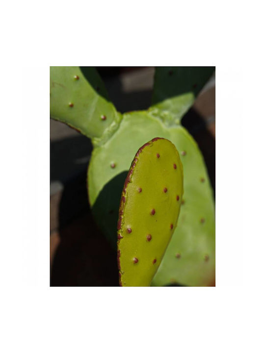 Decorativ Cactus din Metal 95x95cm 1buc