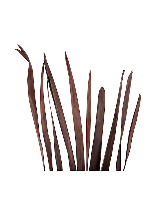 Plantă Uscată Brown 10buc HomeMarkt