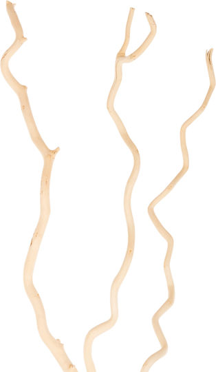 Getrocknete Pflanze Weiß 180cm 3Stück HomeMarkt