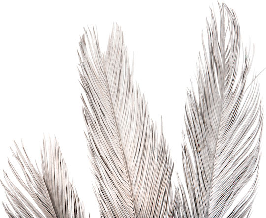 Getrocknete Pflanze Palme Silber HomeMarkt