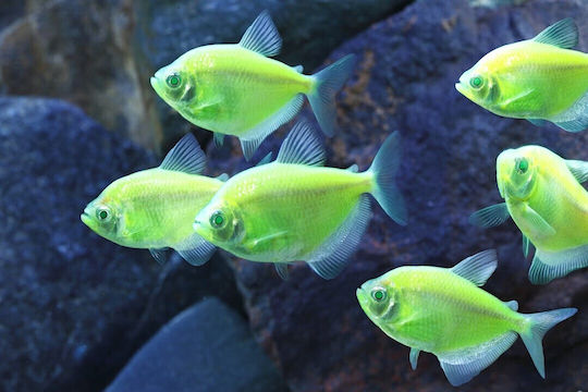 Ruinemans Aquarium Ψάρι Ενυδρείου