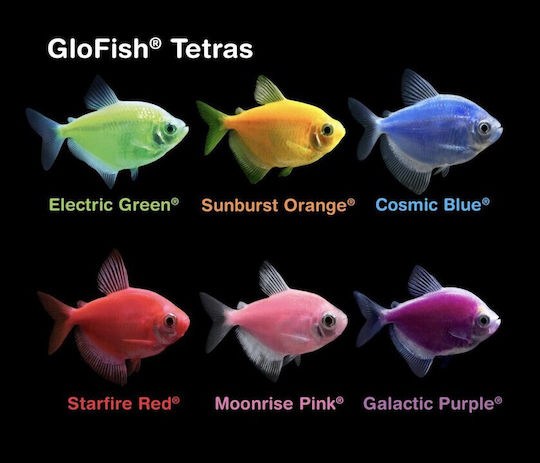 Ruinemans Aquarium Ψάρι Ενυδρείου