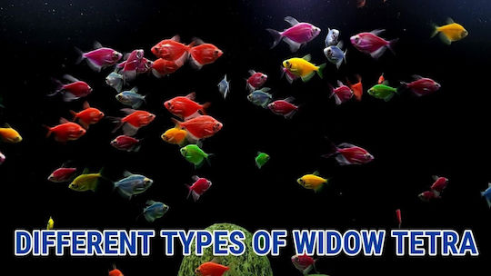 Ruinemans Aquarium Ψάρι Ενυδρείου