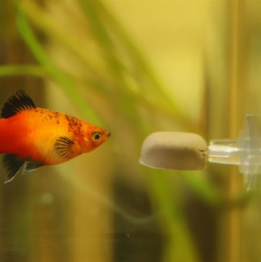 Dupla Feeding Tool For Gel Food Dupla Gel-o-drops Holder Aquarium Accessories