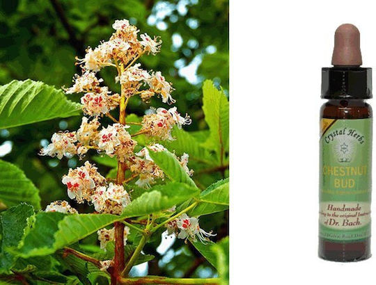Crystal Herbs Αγριοκαστανιά Ανθοΐαμα σε Σταγόνες 10ml 1τμχ