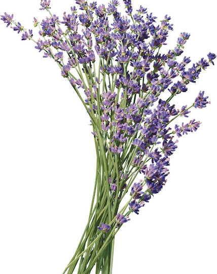 Paul Mitchell Tea Tree Lavender Mint Гел за Коса 200мл