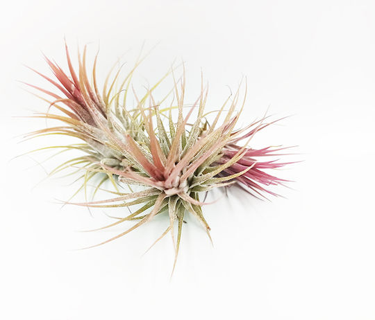 Luftpflanze Tillandsia ionantha Innenbereich