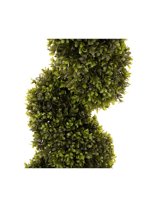 Buxus В Саксия Freebox