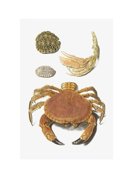 A Crab, A Pair Of Crab Claws And Two Turtle Shells By Johann Gustav Hoch (1716–1779) Gemälde auf Leinwand 40x65cm