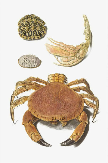 A Crab, A Pair Of Crab Claws And Two Turtle Shells By Johann Gustav Hoch (1716–1779) Painting on Canvas 40x65cm