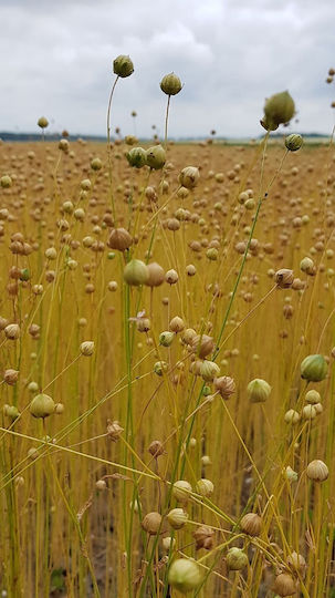 Panora Linseed 1000gr
