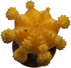 Poulimenos Gymnocalycium Grafted Înălțime 13buc Poulimenos Gymnocalycium Grafted Înălțime 13buc