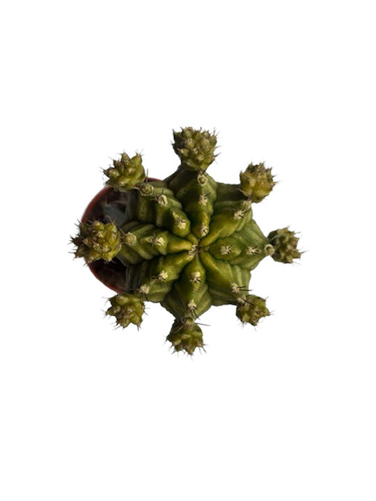 Πουλημένος Gymnocalycium Grafted Ύψους 13εκ.