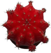 Poulimenos Gymnocalycium Grafted Înălțime 19buc Poulimenos Gymnocalycium Grafted Înălțime 19buc