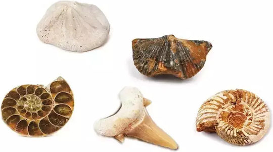 Keycraft Discover Fossils Discover Fossils Discover Fossils, +6 Years Joc Educațional de Cunoștințe pentru 6+ ani Ani