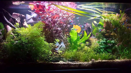 Oase Led-Lampe für Aquariumbeleuchtung mit Rot Licht 105W
