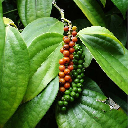 Cubeb Pepper Indonesia 10 Gr