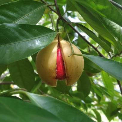 Μοσχοκαρυδο Ινδονησιας Ολοκληρο 500 Gr